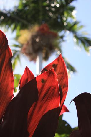 Hawaii 2010 064