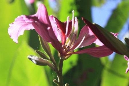 Hawaii 2010 066