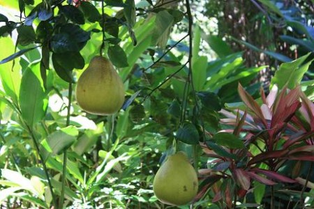 Hawaii 2010 074