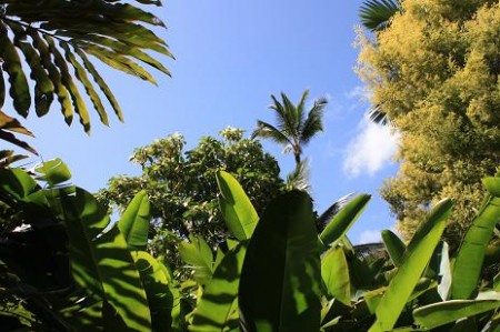Hawaii 2010 118