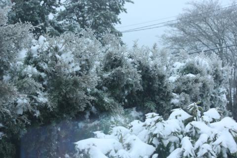 ice ice baby 037