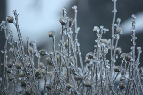 ice ice baby 038
